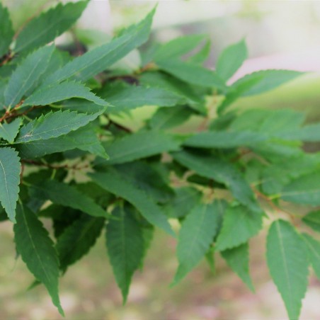 Orme de Sibérie - Zelkova Serrata