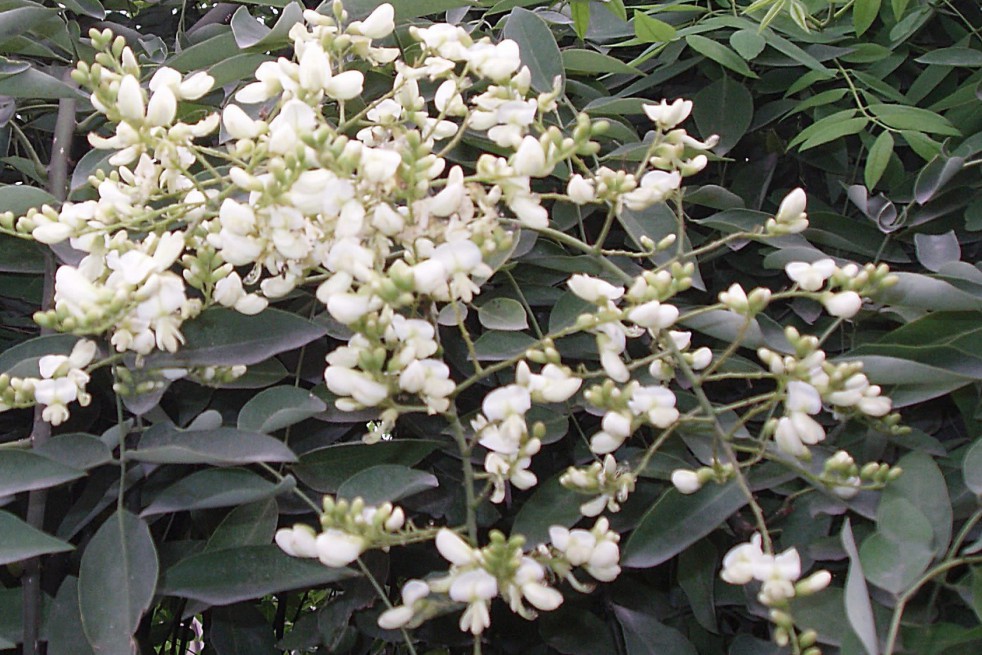 Japanese Pagoda tree