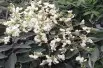 Japanese Pagoda tree