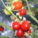 Morelle de Balbis - Litchi Tomato BIO