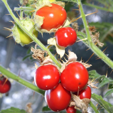 Semences Morelle de Balbis - Solanum sisymbriifolium - Tomate Litchi