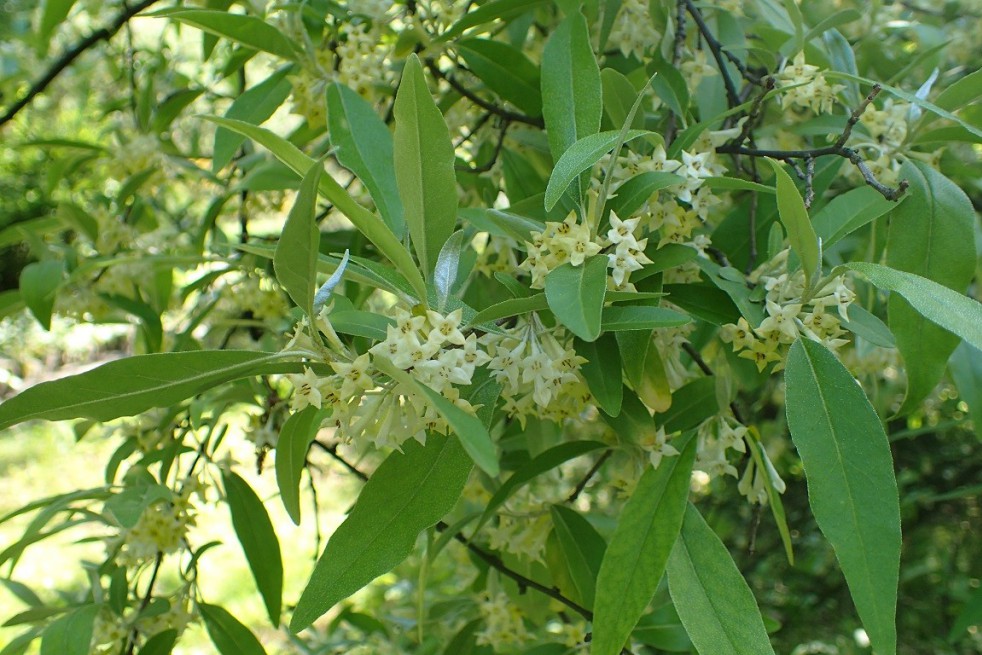 Japanese silverberry