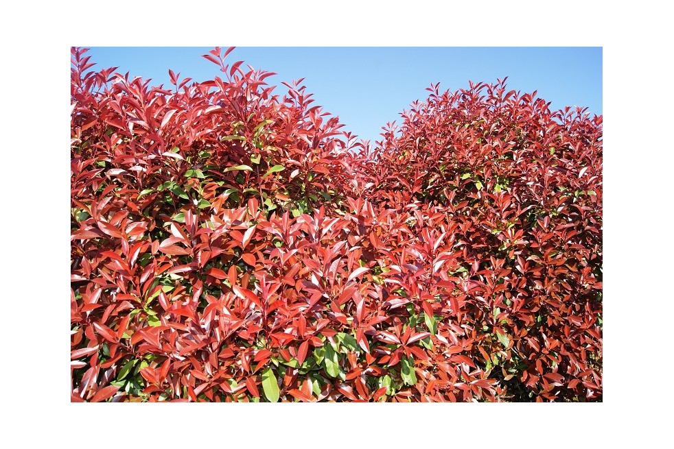 Photinia Fraseri Red Robin