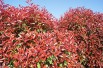 Photinia Fraseri Red Robin