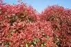 Photinia Fraseri Red Robin