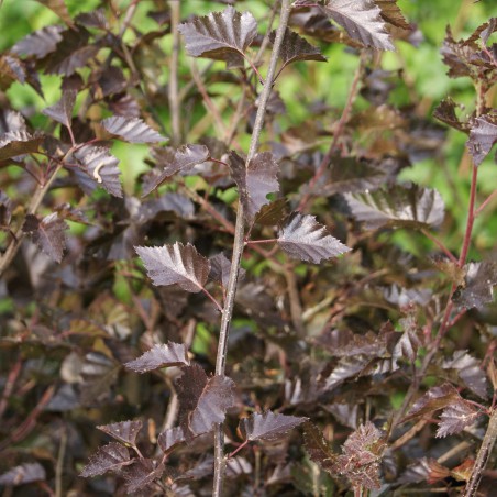 Roodbladige Berk - Betula Pendula Purpurea