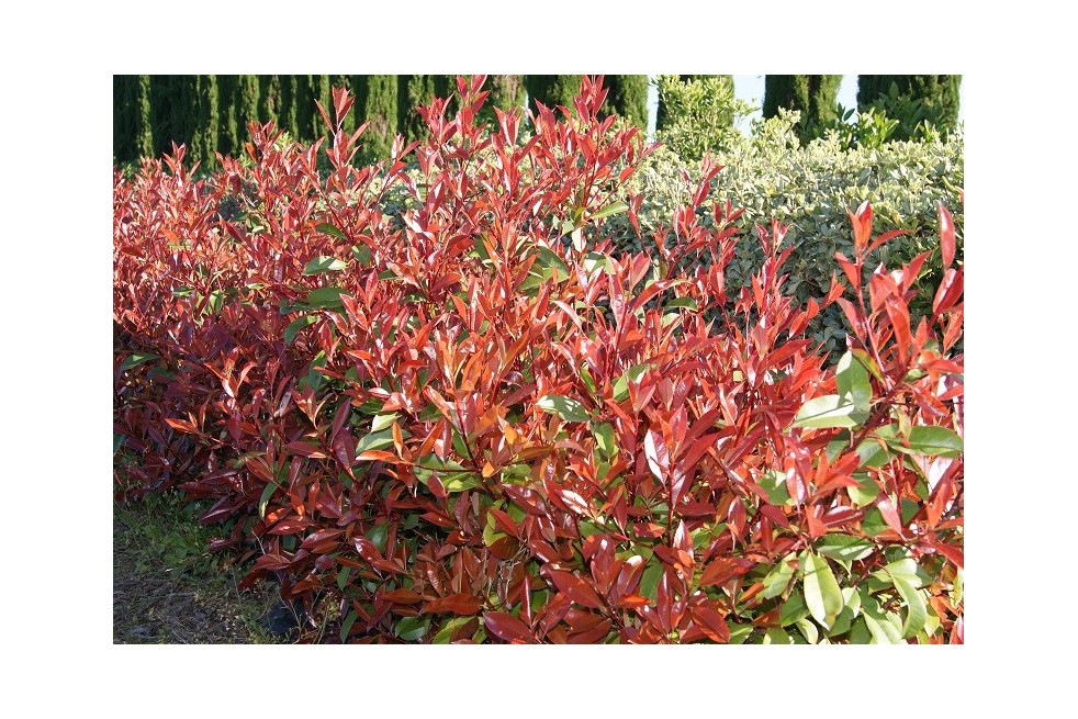 Photinia Fraseri Red Robin