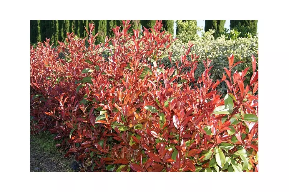 Photinia Fraseri Red Robin