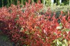 Photinia Fraseri Red Robin