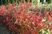 Photinia Fraseri Red Robin