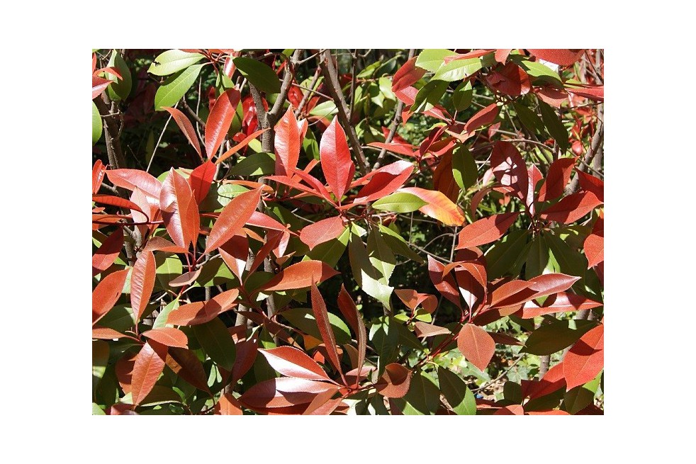 Photinia Fraseri Red Robin