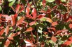 Photinia Fraseri Red Robin