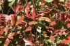 Photinia Fraseri Red Robin