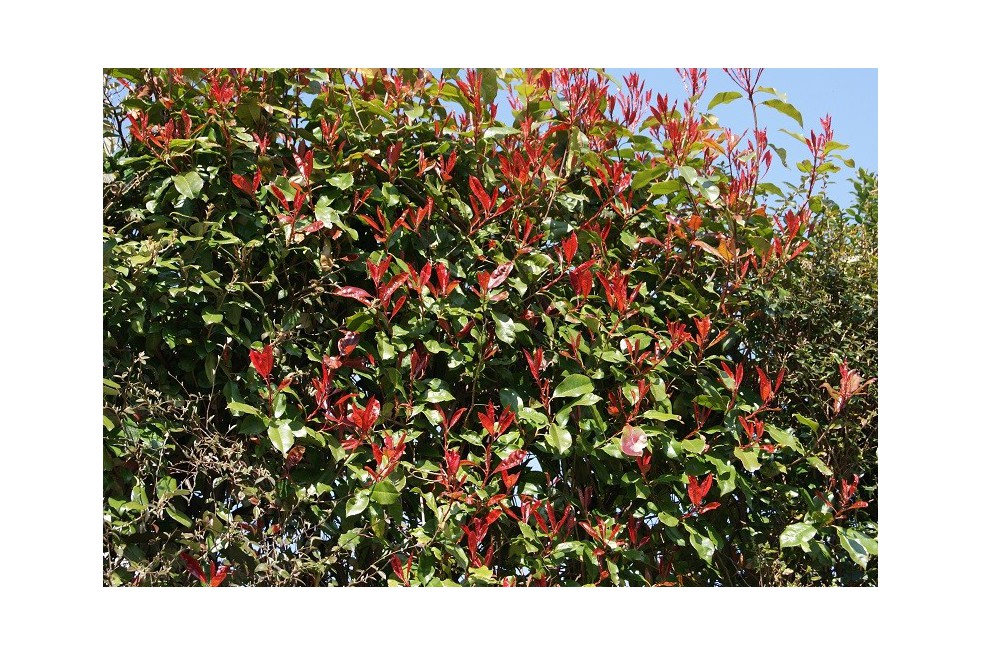 Photinia Fraseri Red Robin