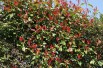 Photinia Fraseri Red Robin