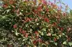 Photinia Fraseri Red Robin