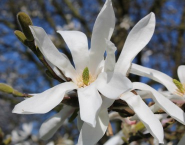 Magnolia de Kobé