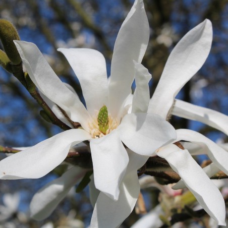 Magnolia de Kobé