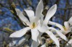 Magnolia de Kobé