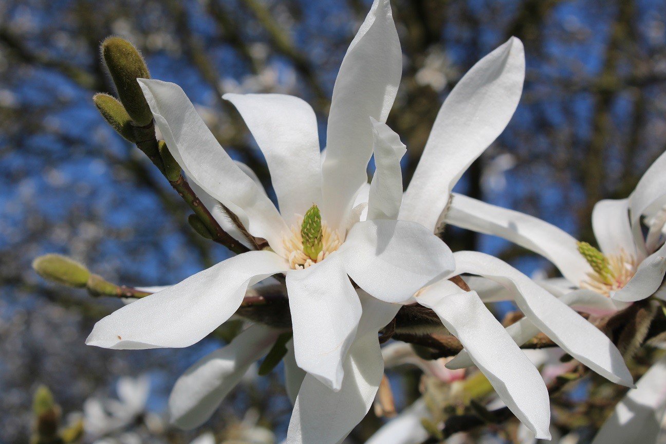 Kobus magnolia