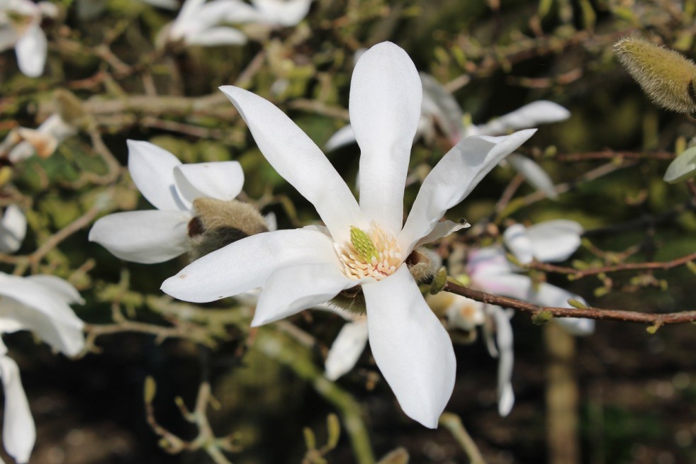 Magnolia de Kobé