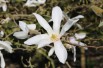 Magnolia de Kobé