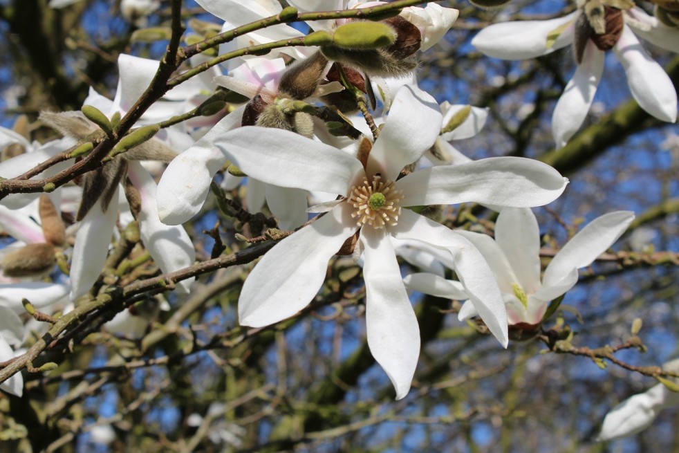 Magnolia de Kobé