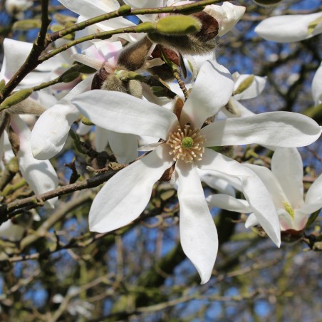 Magnolia de Kobé