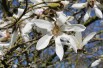 Magnolia de Kobé