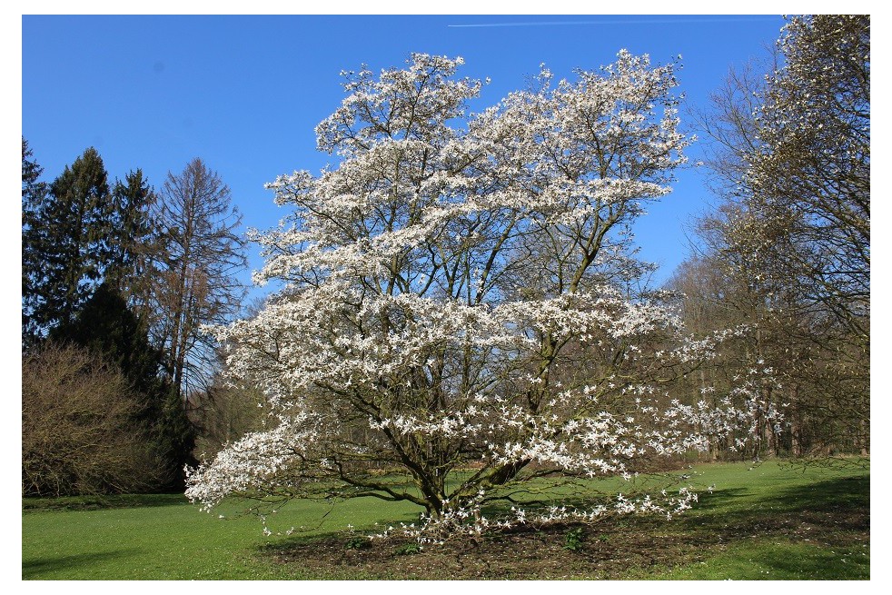 Magnolia de Kobé