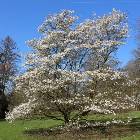 Magnolia de Kobé