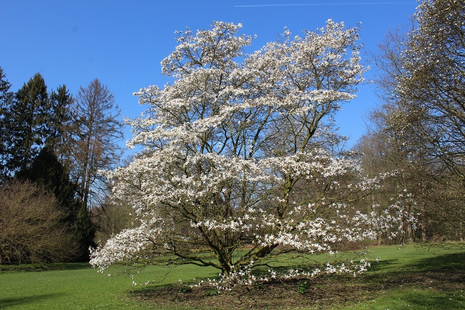 Magnolia de Kobé
