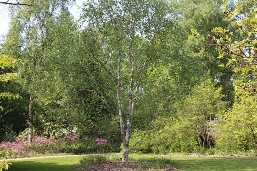 Bouleau de marais Bouleau de marais