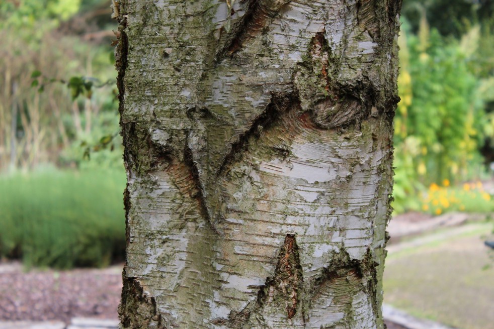 Bouleau de marais Bouleau de marais
