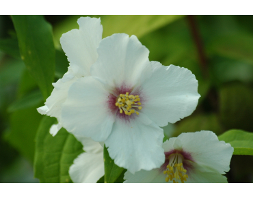 Belle étoile Mock Orange