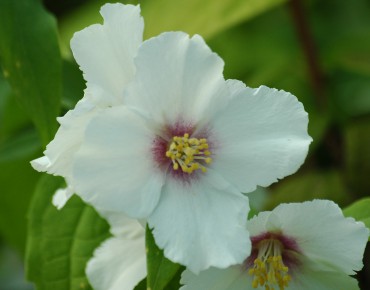 Boerenjasmijn Belle étoile