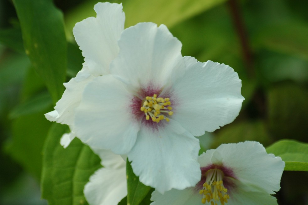 Jasmin des poètes Belle étoile