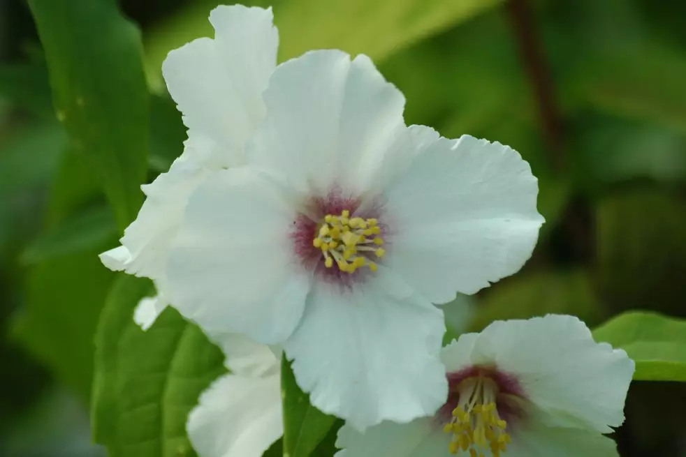 Jasmin des poètes Belle étoile