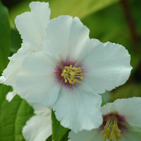 Jasmin des poètes Belle étoile