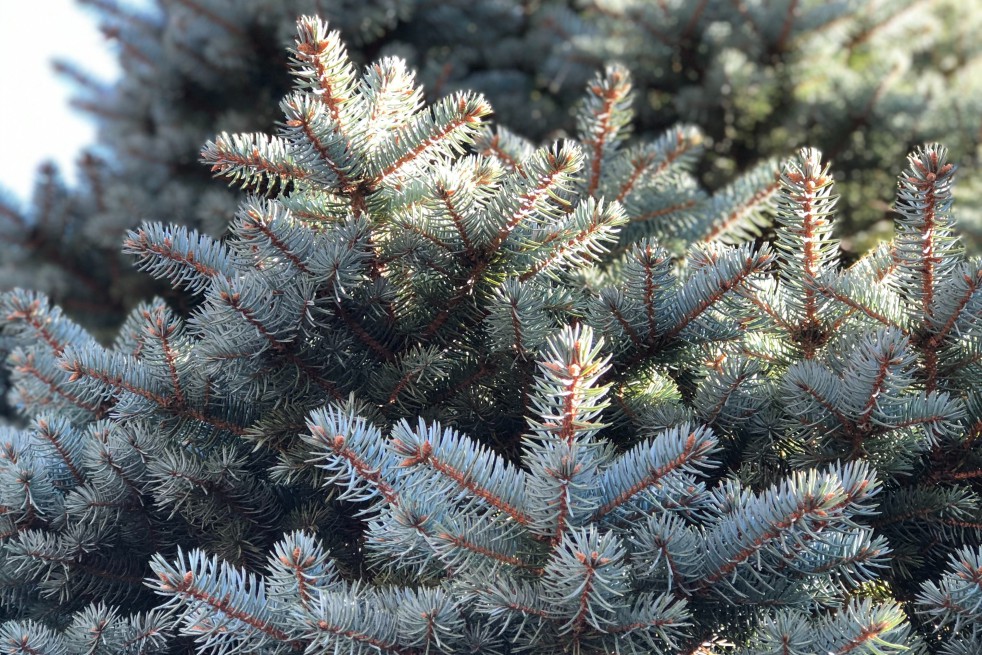 épicea bleu - picea-glauca-Photo by @jit kumar on Unsplash