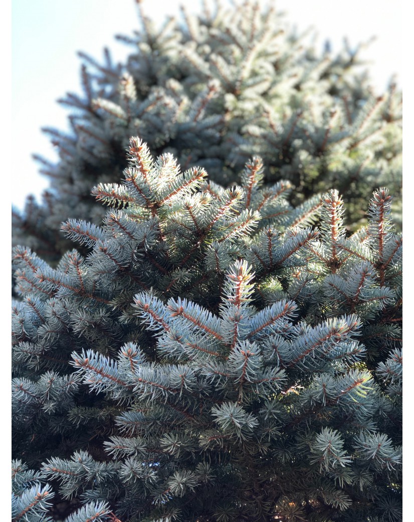 Også padle status Royal Blue Spruce - Blue Spruce - Picea pungens glauca royal blue