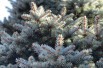 épicea bleu - picea-glauca-Photo by @jit kumar on Unsplash