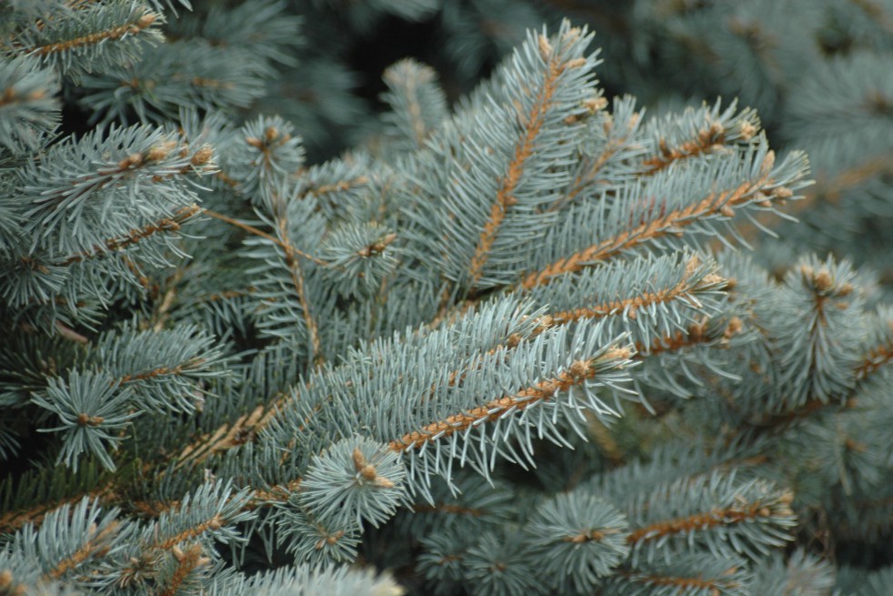 Blue - Blue Spruce - Picea pungens royal blue