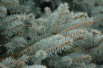 Blue Spruce