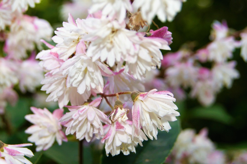 Deutzie Codsall Pink