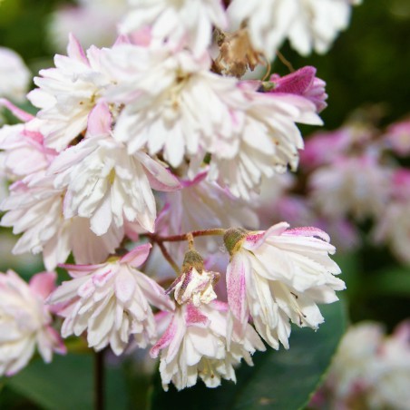 Deutzie Codsall Pink