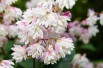 Deutzie Codsall Pink