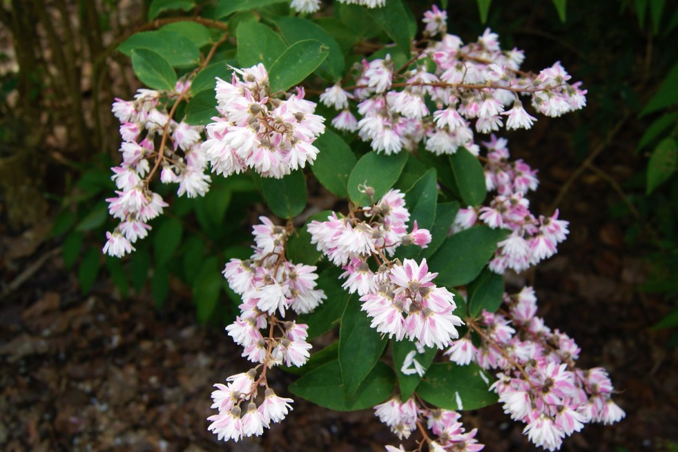 Deutzie Codsall Pink