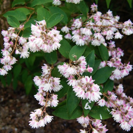 Deutzie Codsall Pink