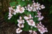 Deutzie Codsall Pink